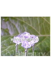 BL-FL7660PGC, Светодиод "Пиранья" зеленый чистый 75 5000мКд 525нМ (Ultra Pure Green)